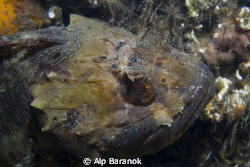 I realized that theres'a little starfish near the lips.  ... by Alp Baranok 